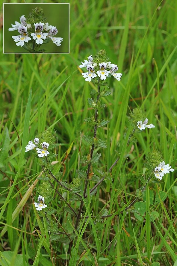 očianka rostkovova Euphrasia rostkoviana Hayne