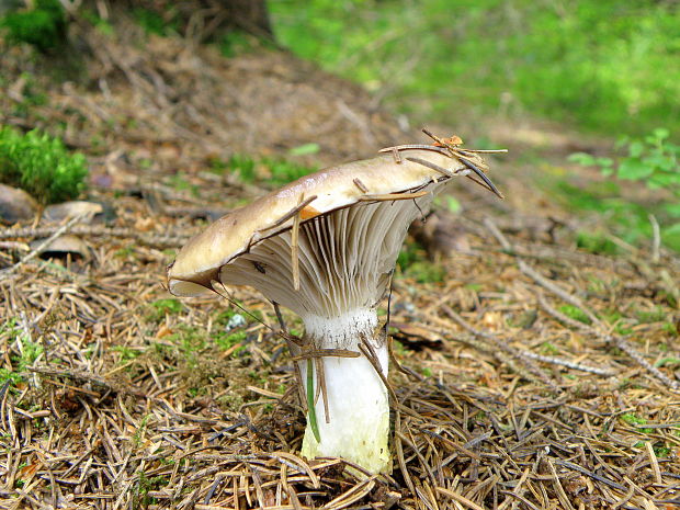 sliziak mazľavý Gomphidius glutinosus (Schaeff.) Fr.