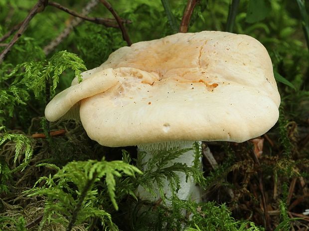 jelenka poprehýbaná Hydnum repandum L.