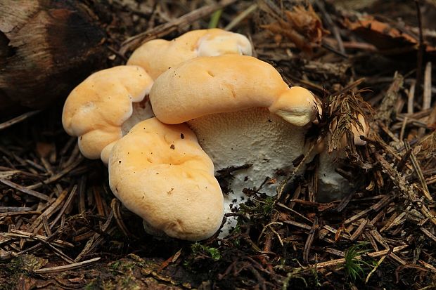 jelenka poprehýbaná Hydnum repandum L.