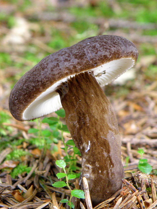 rýdzik čiernozamatový Lactarius lignyotus Fr.