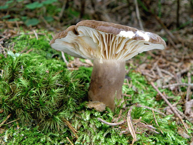 rýdzik sadzový Lactarius picinus Fr.