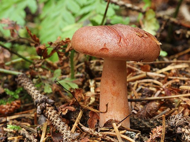 rýdzik ryšavý Lactarius rufus (Scop.) Fr.