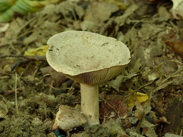 rýdzik Lactarius sp.