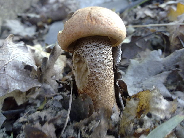 kozák dubový Leccinum aurantiacum (Bull.) Gray