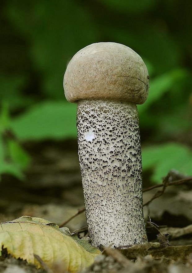 kozák topoľový Leccinum duriusculum (Schulzer ex Kalchbr.) Singer