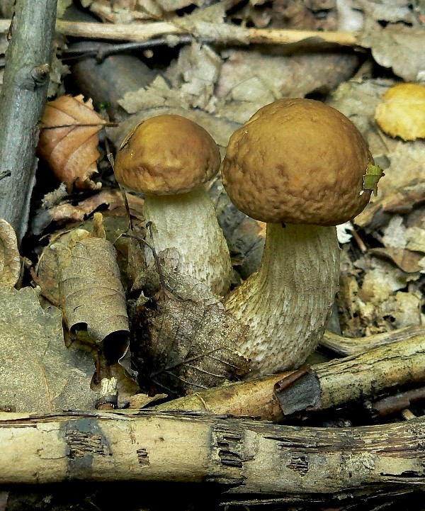 kozák hrabový Leccinum pseudoscabrum (Kallenb.) Šutara