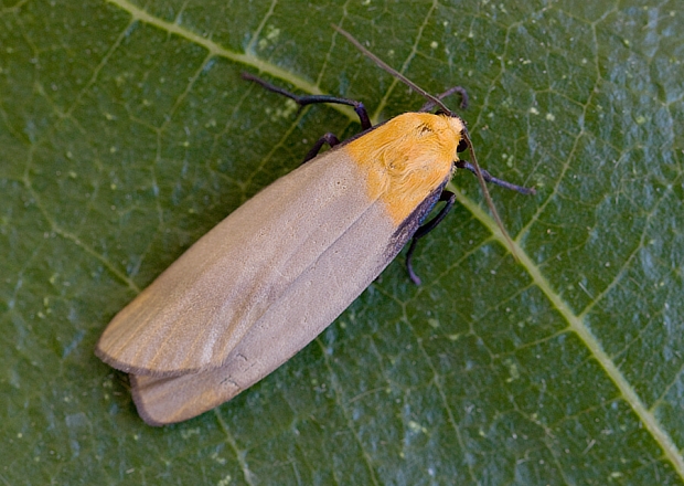 lišajníkovec štvorbodý ♂ Lithosia quadra