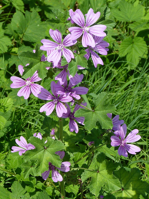 slez lesný Malva sylvestris L.