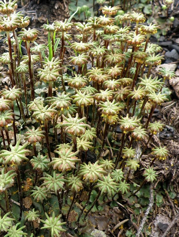 porastnica  Marchantia polymorpha