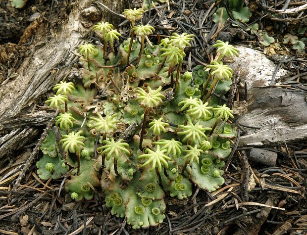 porastnica  Marchantia polymorpha