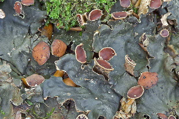 štítnatec vodorovný Peltigera horizontalis (Huds.) Baumg.