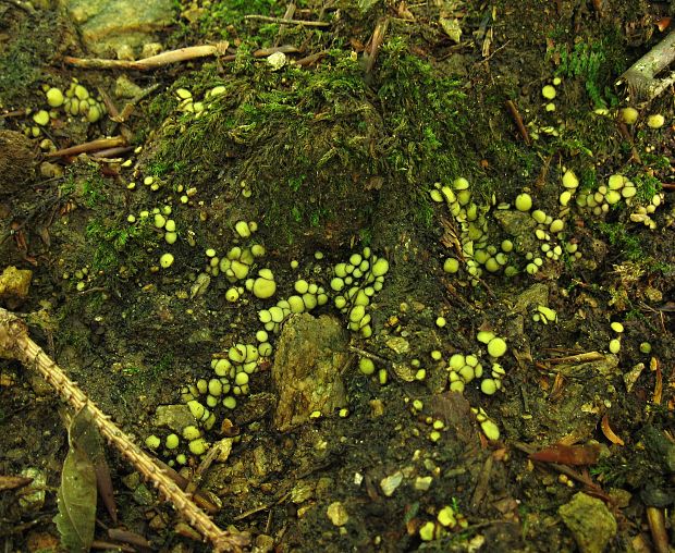 šošovka žltá Podophacidium xanthomelum (Pers.) Kavina