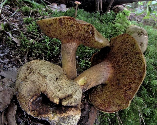 suchohríb cudzopasný Pseudoboletus parasiticus (Bull.) Šutara