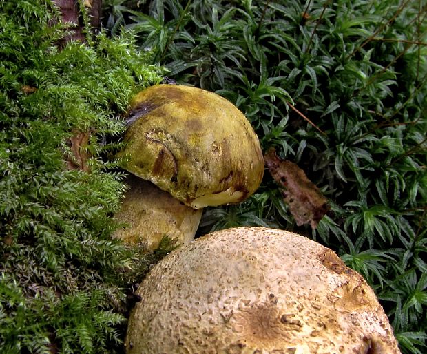 suchohríb cudzopasný Pseudoboletus parasiticus (Bull.) Šutara