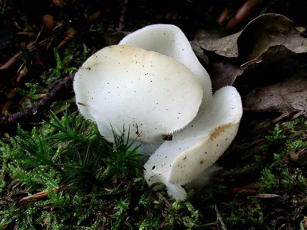 pajelenka želatínová Pseudohydnum gelatinosum (Scop.) P. Karst.