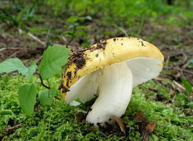 plávka hlinovožltá Russula ochroleuca Fr.