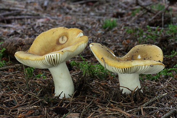 plávka hlinovožltá Russula ochroleuca Fr.