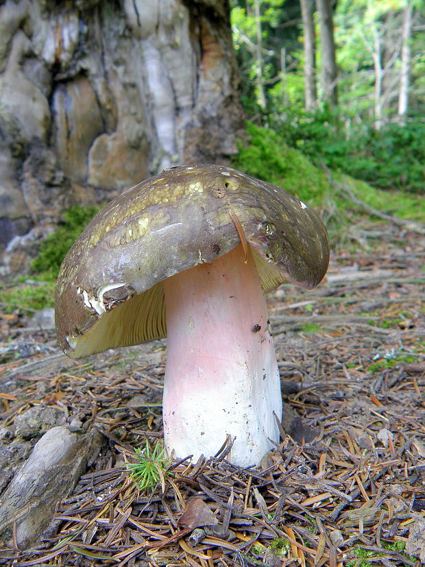 plávka olivová Russula olivacea (Schaeff.) Fr.