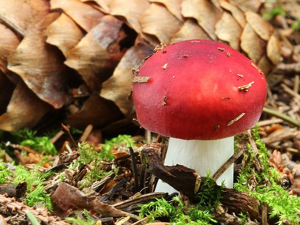 plávka Russula sp.