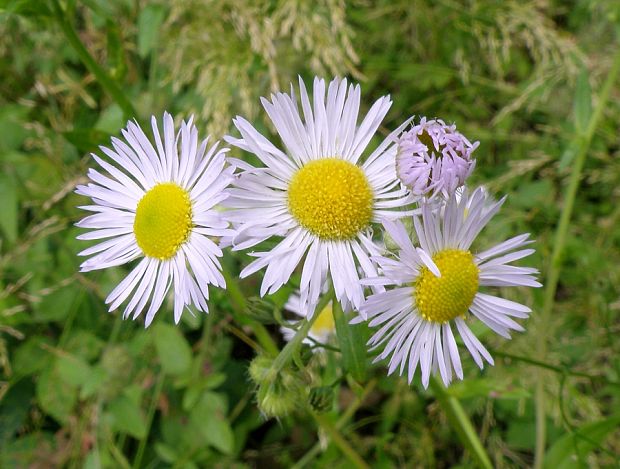 hviezdnik ročný Stenactis annua (L.) Nees