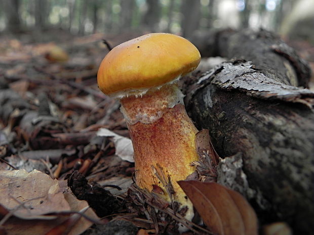 masliak smrekovcový Suillus grevillei (Klotzsch) Singer