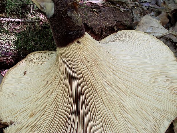 čechračka tmavohlúbiková Tapinella atrotomentosa (Batsch) Šutara