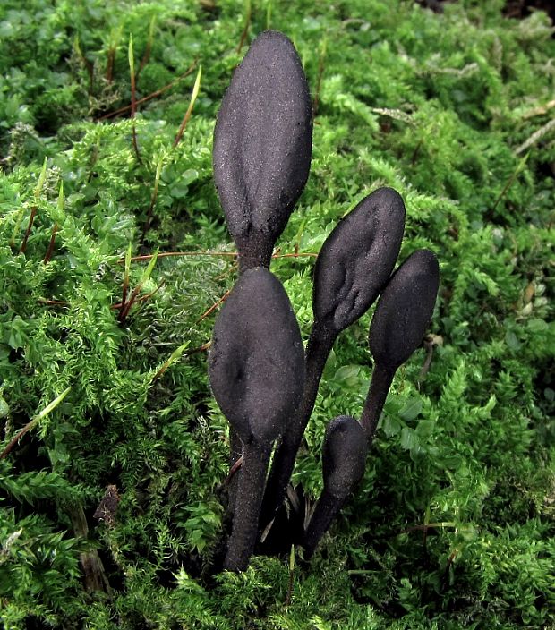 pajazýček chlpatý Trichoglossum hirsutum (Pers.) Boud.