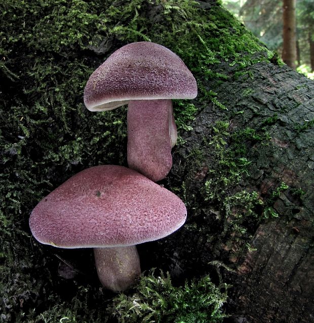 čírovec červenožltý Tricholomopsis rutilans (Schaeff.) Singer