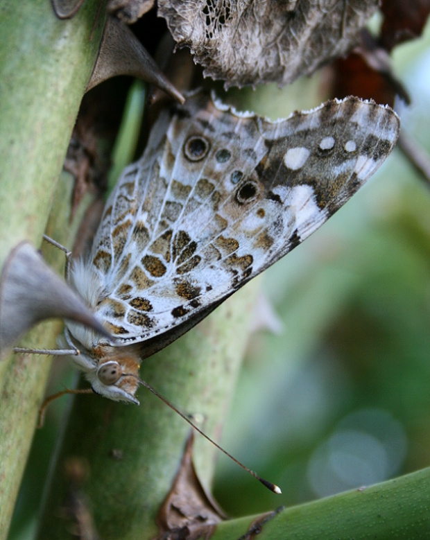 babôčka bodliaková  Vanessa cardui