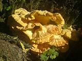 sírovec obyčajný (Laetiporus sulphureus)