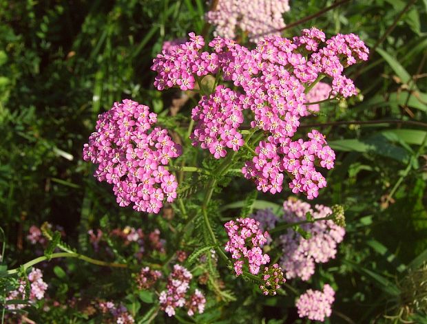 rebríček Achillea sp.