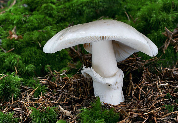 muchotrávka vajcovitá Amanita cf. ovoidea (Bull.) Link