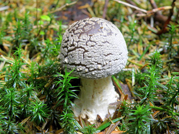 muchotrávka hrubá Amanita excelsa (Fr.) Bertill.