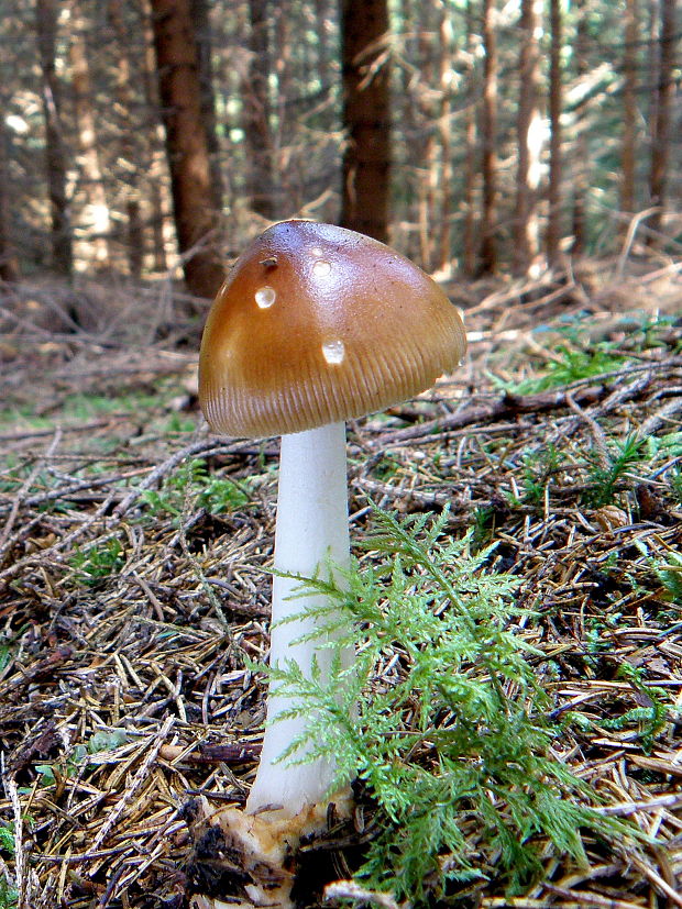 muchotrávka plavohnedá Amanita fulva Fr.