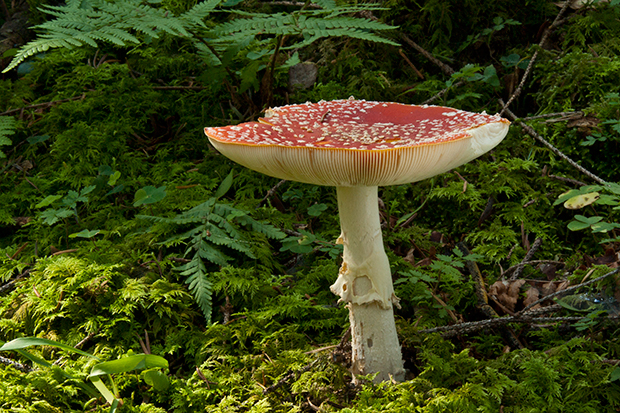 muchotrávka červená Amanita muscaria (L.) Lam.