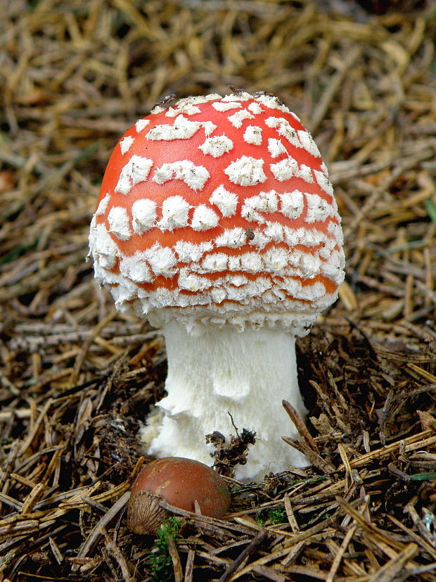 muchotrávka červená Amanita muscaria (L.) Lam.