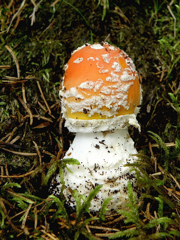 muchotrávka červená Amanita muscaria (L.) Lam.