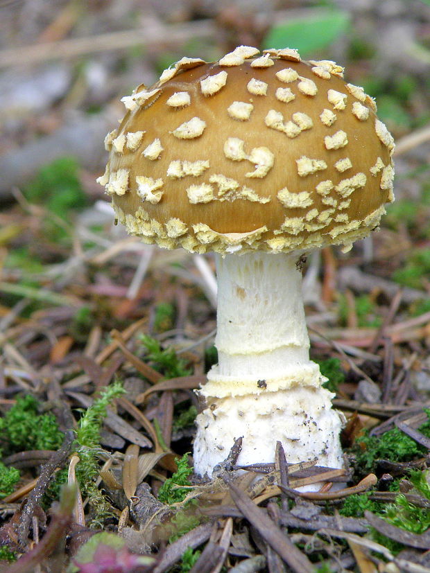 muchotrávka kráľovská Amanita regalis (Fr.) Michael