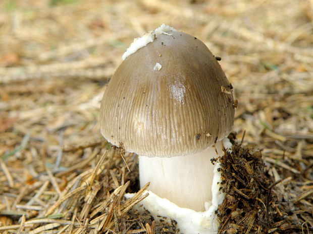 muchotrávka pošvatá Amanita vaginata (Bull.) Lam.