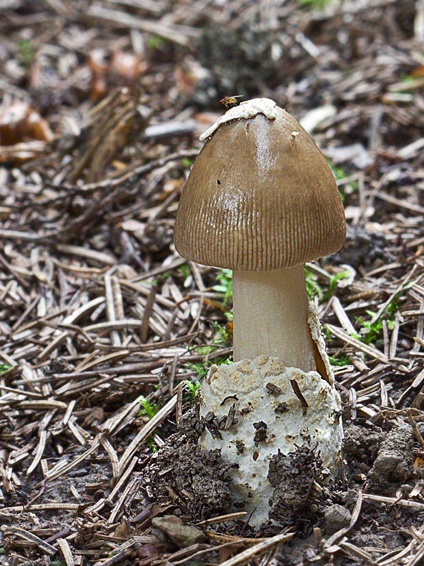 muchotrávka pošvatá Amanita vaginata (Bull.) Lam.