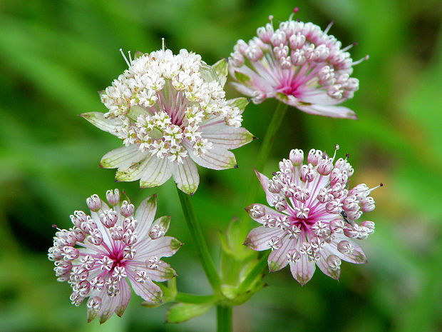 jarmanka väčšia Astrantia major L.