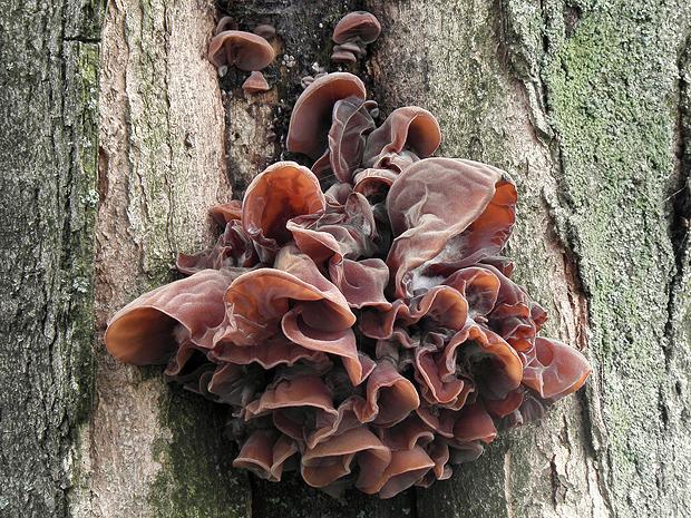 uchovec bazový Auricularia auricula-judae (Bull.) Quél.