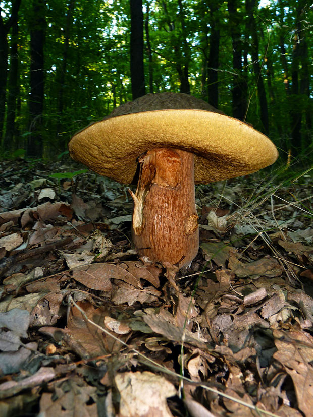 hríb bronzový Boletus aereus Bull. ex Fr.