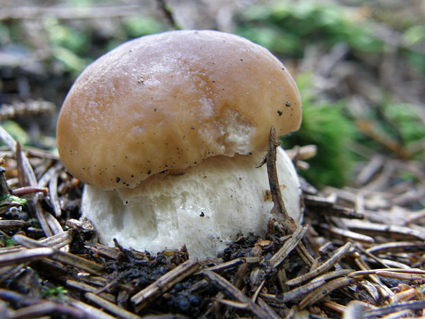 hríb smrekový Boletus edulis Bull.