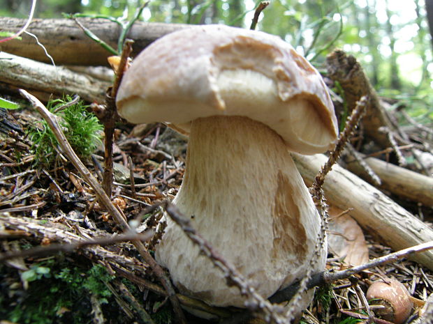 hríb smrekový Boletus edulis Bull.