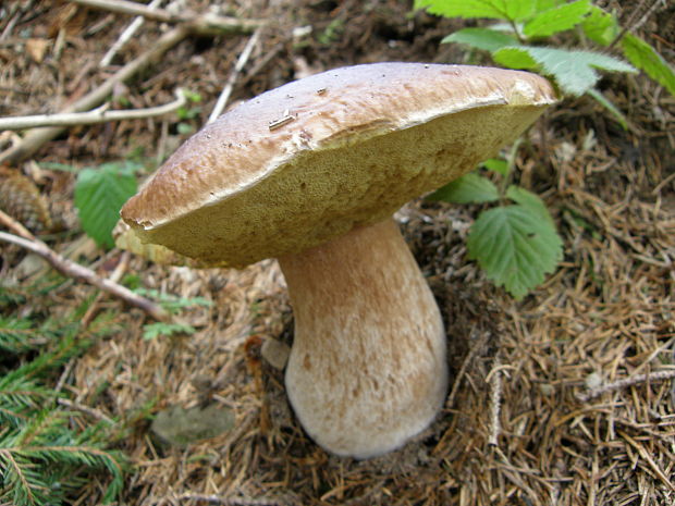 hríb smrekový Boletus edulis Bull.