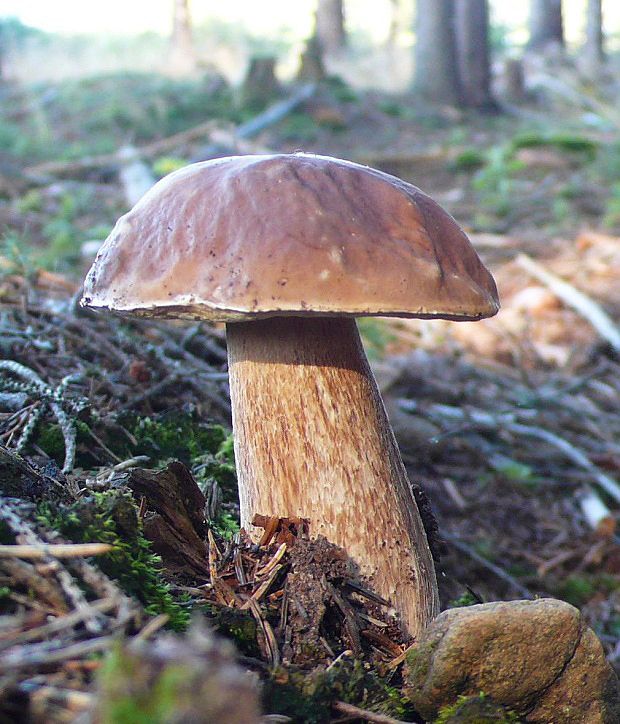 hríb smrekový Boletus edulis Bull.