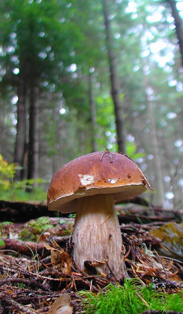 hríb smrekový Boletus edulis Bull.