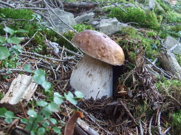 hríb smrekový Boletus edulis Bull.